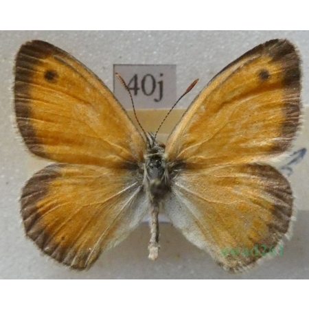 Coenonympha lyllus (Esper, 1806) male Croatia40j